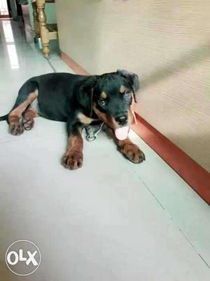 Rottweiler 3 months old female heavy blood line champion