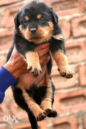 Rottweiler Age-40 days Male or female both