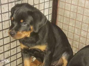 Rottweiler female Puppies sale 2 month old with