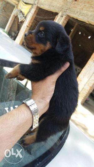 Rottweiler good quality pup available contact now number