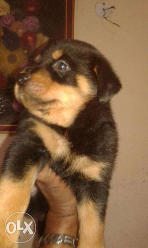 Rottweiler healthy pup original breed contact number in add