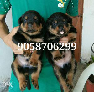 Rottweiler male  and female  Punch face available.