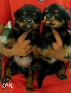 Rottweiler male pups excellent quality heavy bone