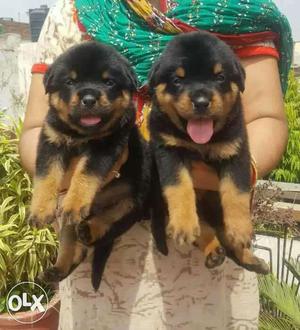 Rottweiler male pure and punch face and female