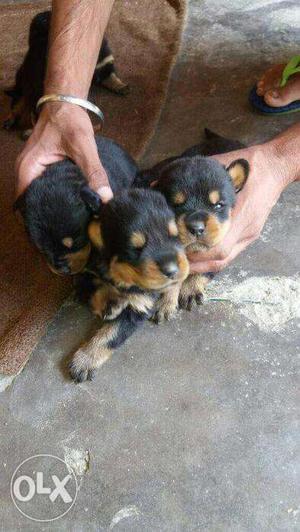 Rotweiler 1month pure breed All breeds available
