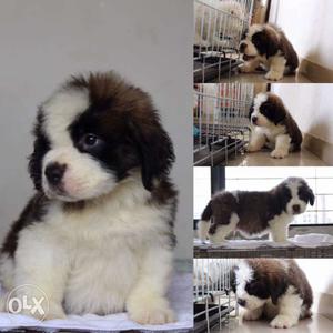 Saint Bernard, German shepherd and Labrador puppies for sale