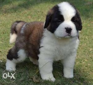 Saint Bernard heavy weight puppies available for