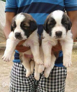 Saint bernard pup available good quality contact number in