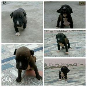 Sale pit bull male and female puppies male