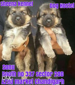 Shepherd pups available 35 days  one pup