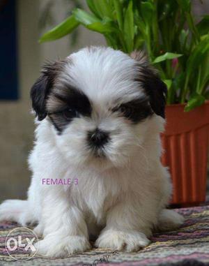 Shih Tzu puppy/dog for sale find a cute companion in dogs