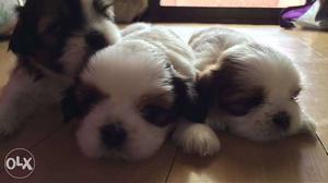 Shihtzu home breeding male puppies vaccinated