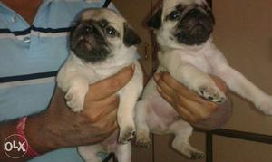 Show Prospect PUG Puppies at Reasonable price ~ KOLKATA DOG