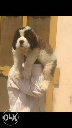 Show quality SAINT BERNARD Puppies Available Pure Breed