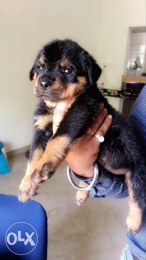 Show quality rott male puppy last puppy remaining
