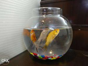 Silver And Gold Fish In Fish Bowl