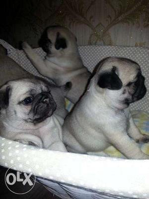 Silver Fawn Pug Puppies