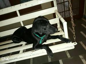 Size 6 Month Black labra smart and full black Dog