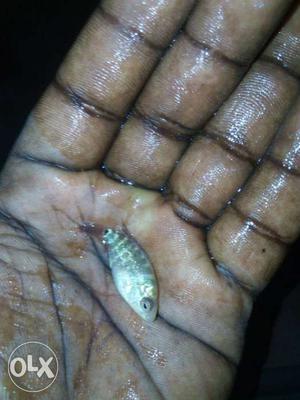Small Gray Fish