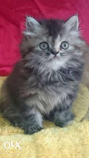 Tabby face female persian cat