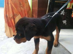 Tan And Black Rottweiler Puppy