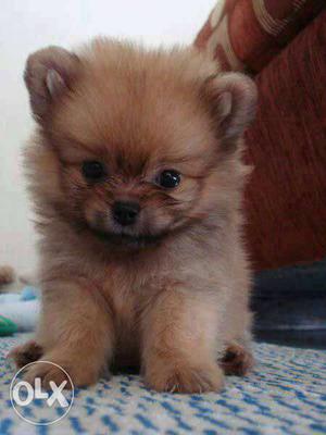Tea cup Pomeranian Puppies avable pure breed import