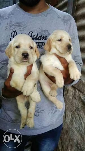 Ten Yellow Labrador Retriever Puppies