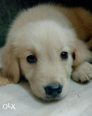 This golden retriever's age is 50 days.