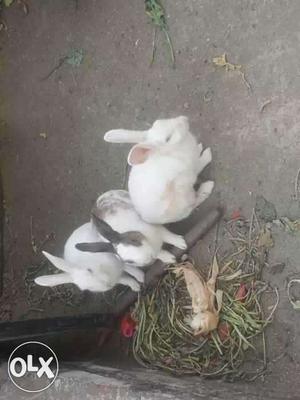 Three White And Black Rabbits