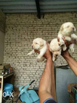 Three Yellow Labrador Puppies