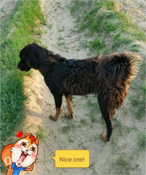 Tibetan Mastiff dog