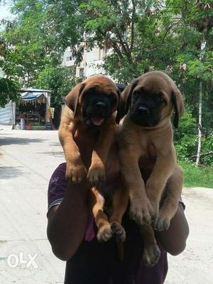 Top quality English mastiff puppies for sall