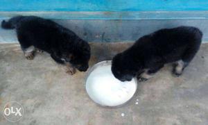 Top quality German shepherd puppies available