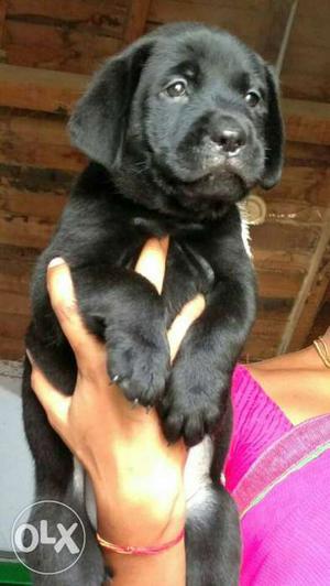 Top quality ch.line labrador female pup available