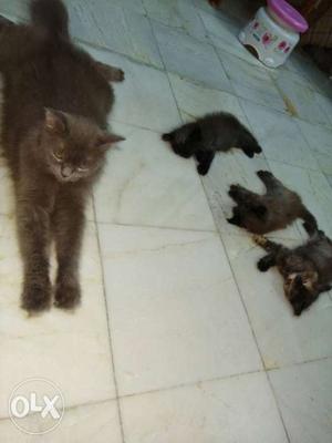 Turkish Kittens 45 days old