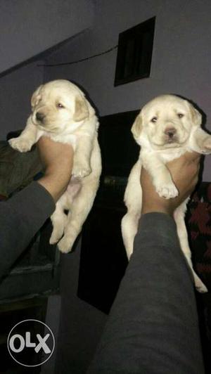 Two Beige Labrador Puppies avilable o
