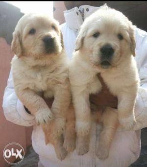 Two Beige Small Coated Puppies