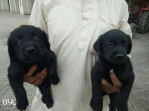 Two Black Coated Labrador Puppies