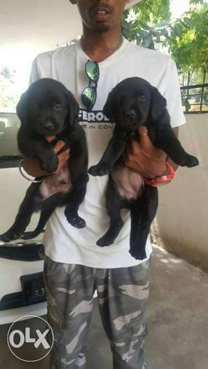 Two Black Puppies Available