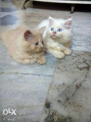Two Brown And White Persian Cats