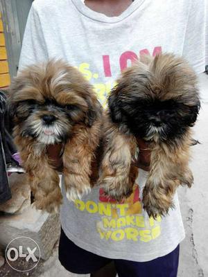 Two Brown Long Coat Puppies