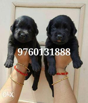 Two Short Coated Black Puppies