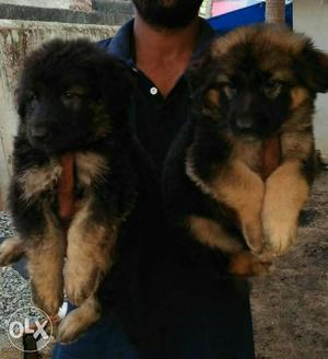 Two Tan-and-black Long Fur Puppies