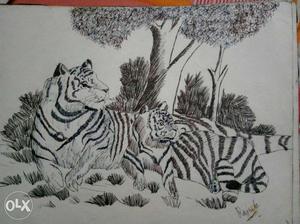 Two Tigers Black And White Sketch