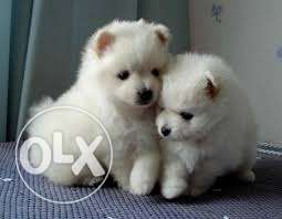Two White Long Coated Puppies