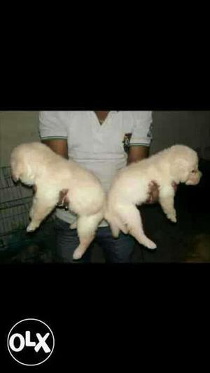 Two White Short Haired Puppies