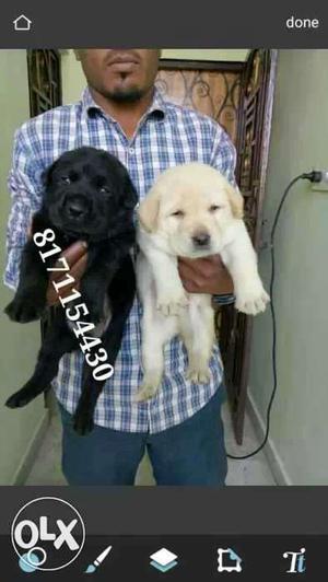 Two golden Retriever Puppies