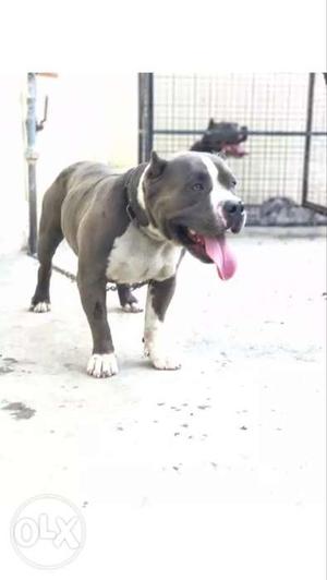 USA import blood line american bully