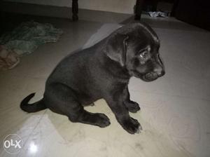 Urgently on Sale...Black Lebra, Male..Very good height, Only