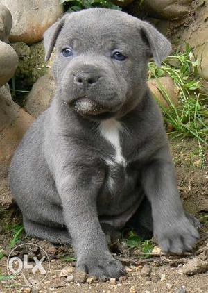 Very Best Gud Linges American bully puppies sell in Sons